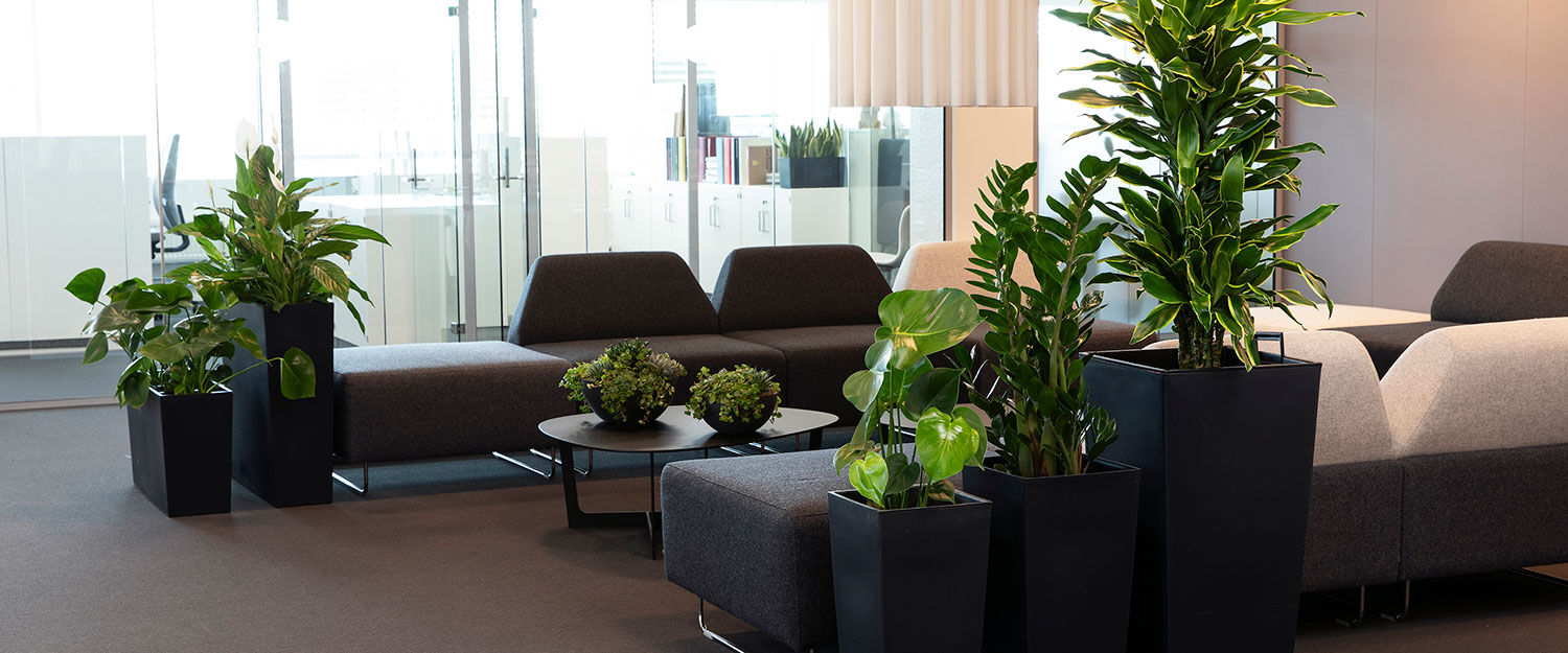 grønne planter på arbeidsplassen_kontorlandskap