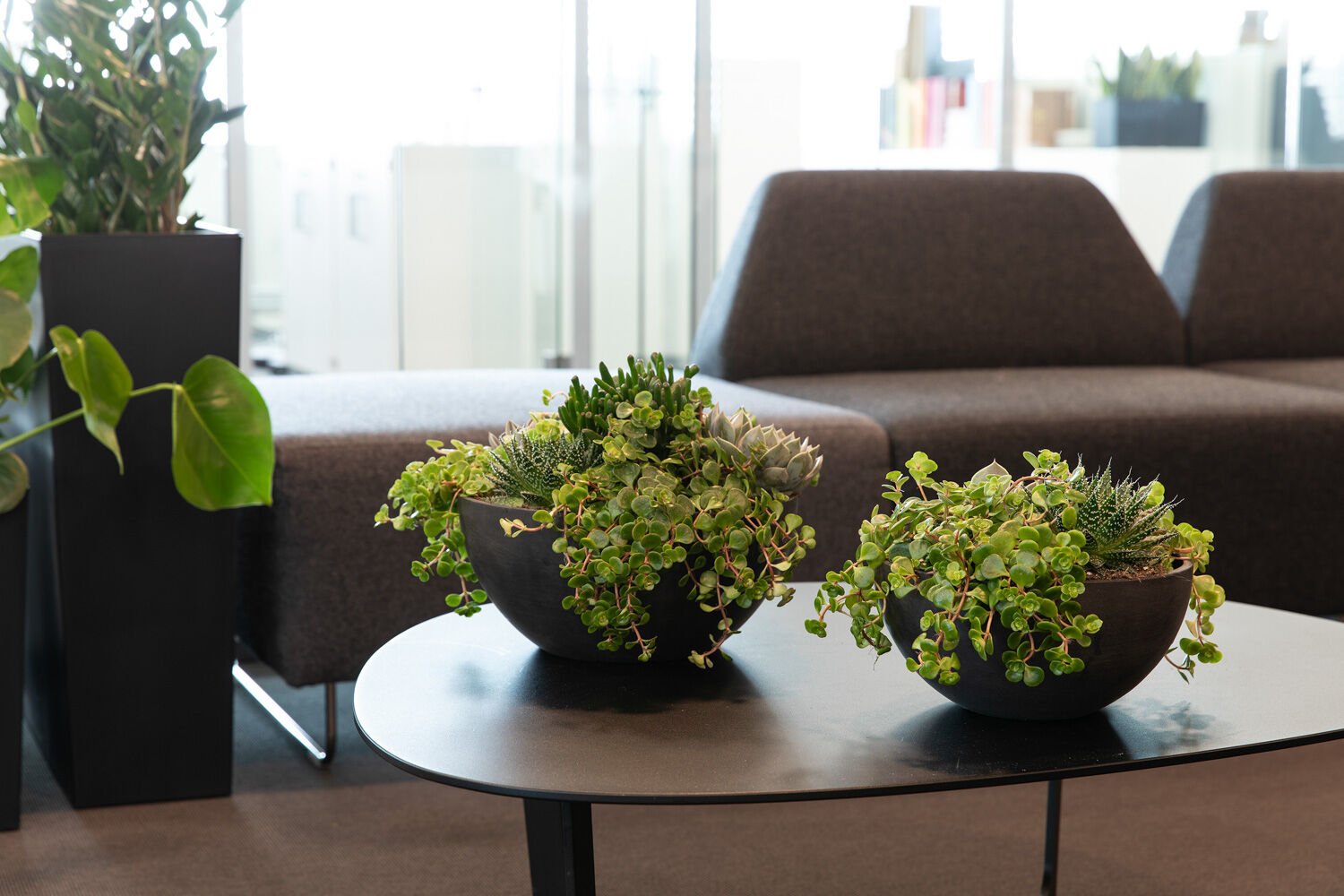 Grønne planter på kontoret