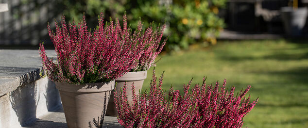 bievennlige blomster