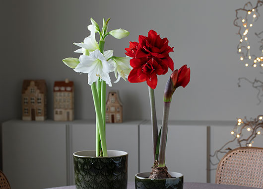 Amaryllis