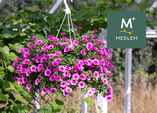 Ampler med sommerblomster