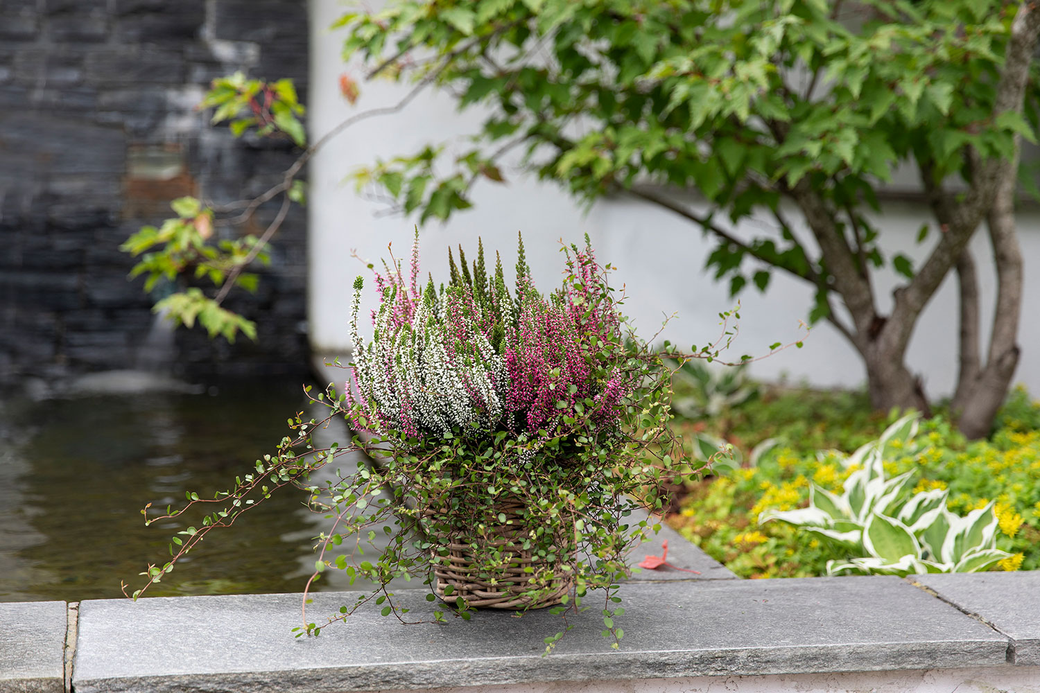 Høstmiks høstblomst